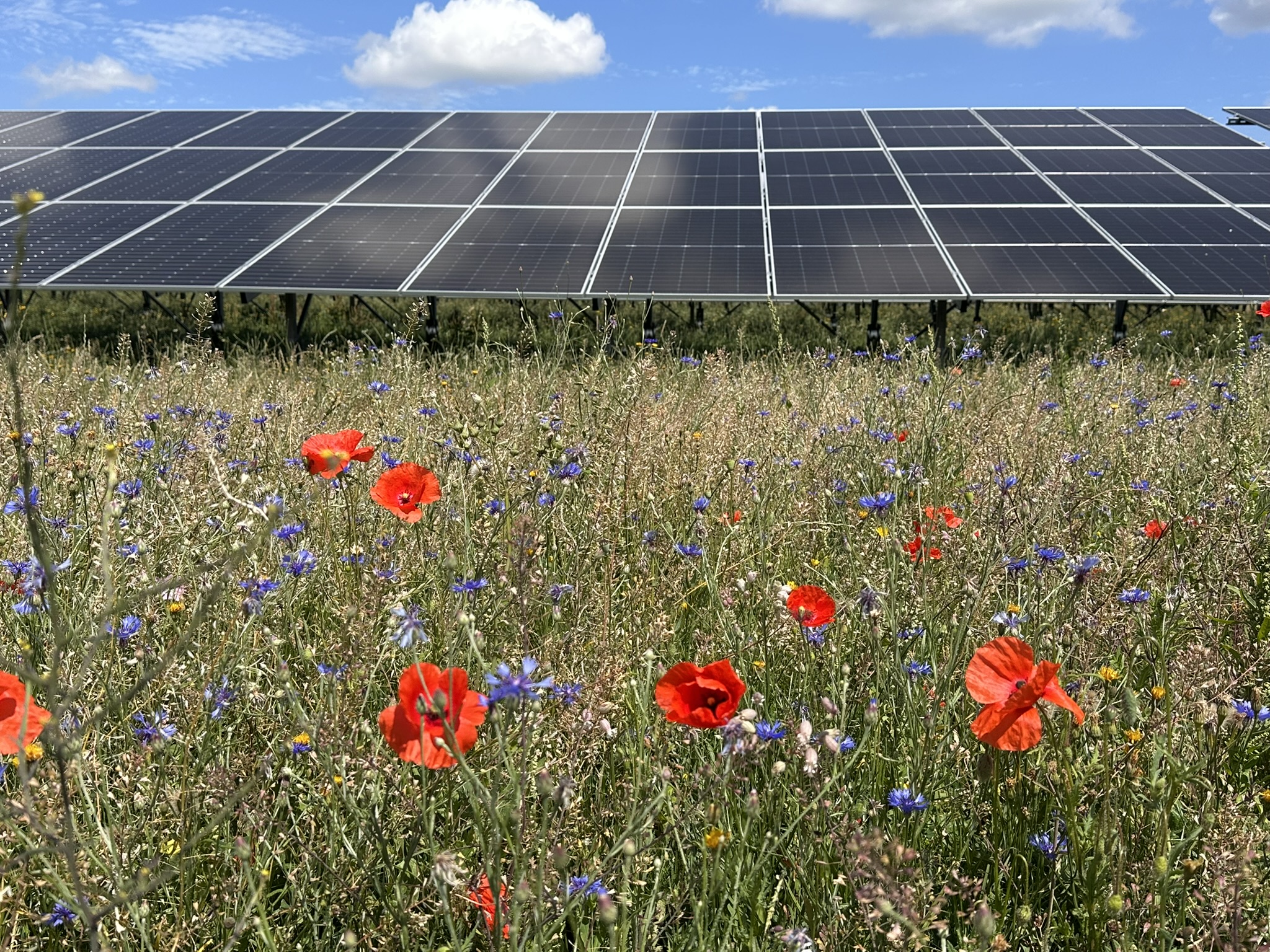 Wildflower meadow with solar panels in the background, renewable energy in natural landscape